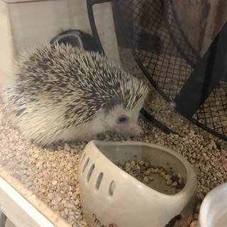 里親決定しました！