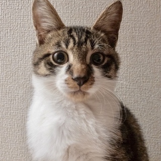 新しい家族ができました！（チビ）