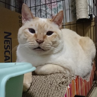 薄茶トラの男の子です！