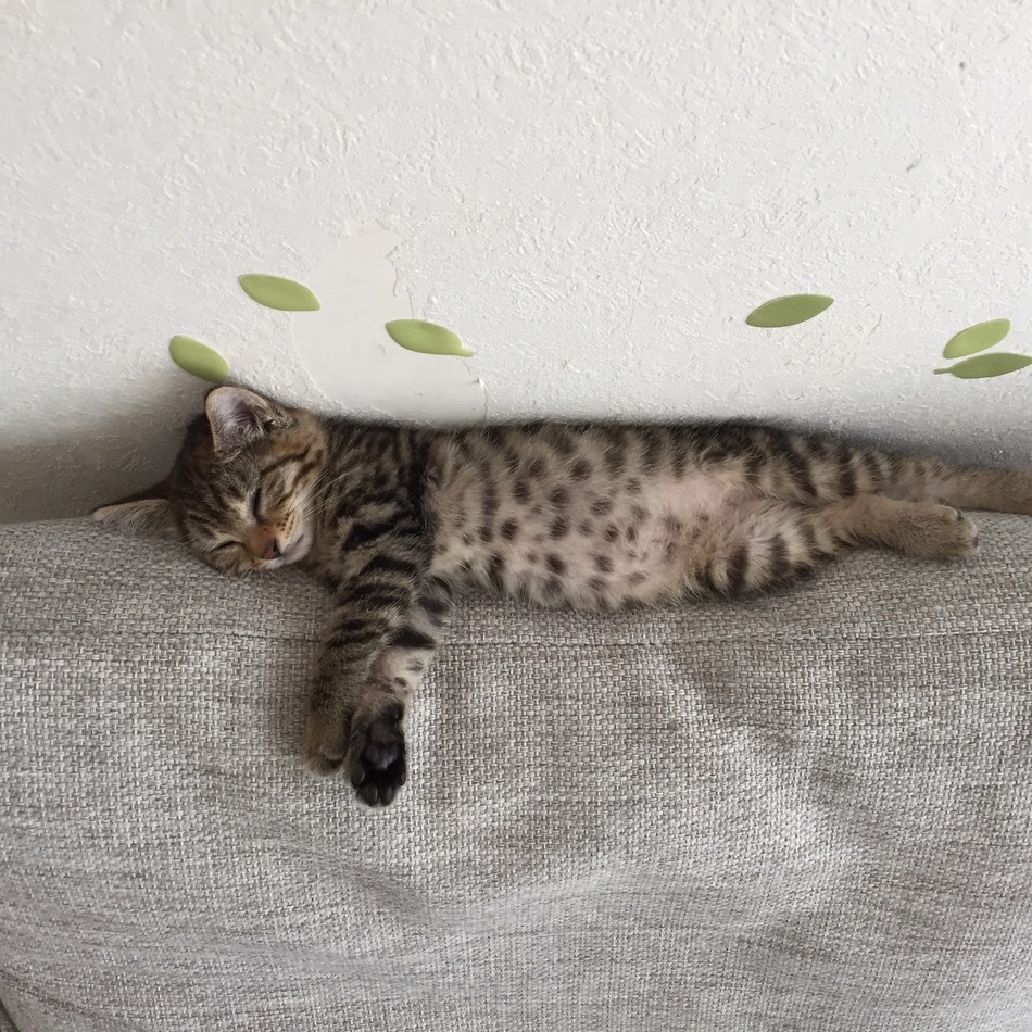 虎千代のカバー写真
