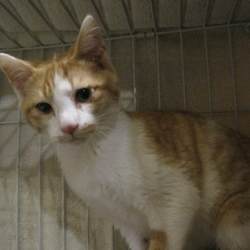 青梅の里山で癒しの里親会！