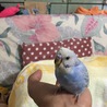 の写真