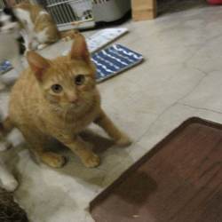 青梅の里山で癒しの里親会