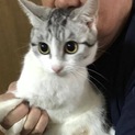 チャーミングなサバ白の女の子