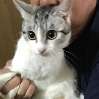 チャーミングなサバ白の女の子