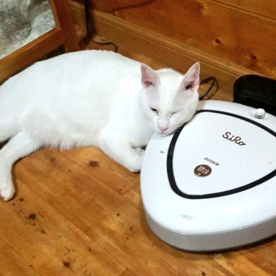シロのカバー写真