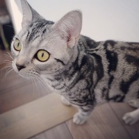 メリ