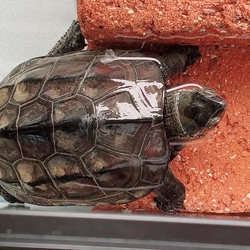 「冬眠から目覚めたよ。」サムネイル2