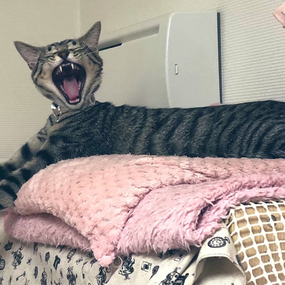 リンのカバー写真