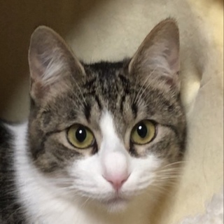 ［トライアル中］人慣れ度抜群！とにかく甘えん坊