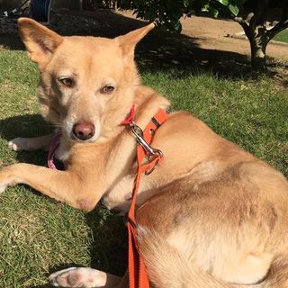 【宮古島出身】温厚で従順なお散歩大好きっ子！