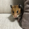 こんにちわ