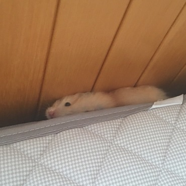 散歩から逃げた先…笑