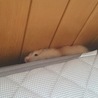 散歩から逃げた先…笑