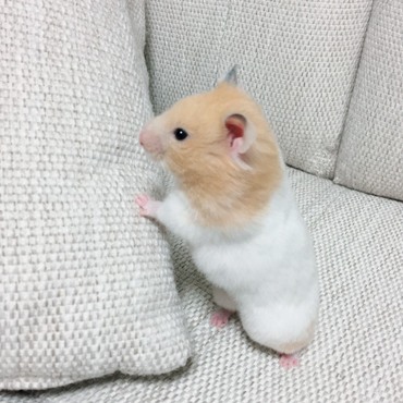 可愛すぎない？