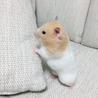 可愛すぎない？
