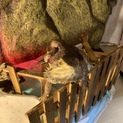 フトアゴヒゲトカゲの里親さん募集中！