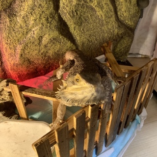 フトアゴヒゲトカゲの里親さん募集中！