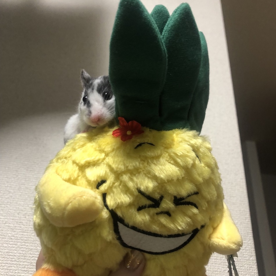 ぶちのカバー写真