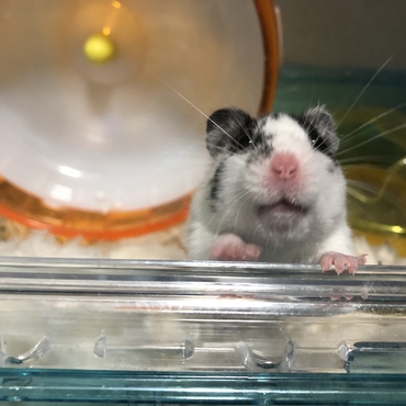 こんにちわ、悪いことしないから散歩したい