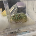 クラウンウェルツノガエルの里親さん募集中！