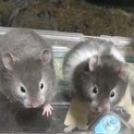 シリアンハムスターの里親様を募集しています