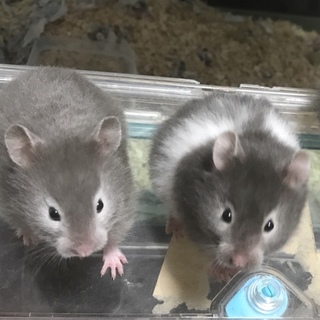 シリアンハムスターの里親様を募集しています