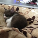 甘えっこのこねこ