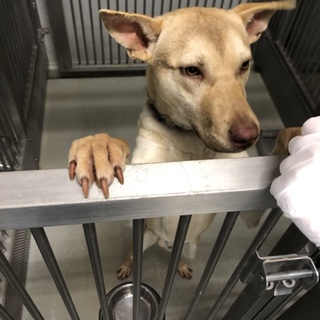 里親様が決まりました♡有難うございました！