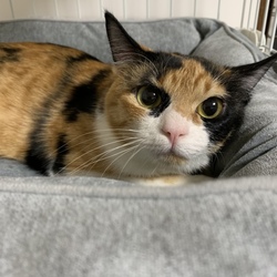 猫の譲渡会＠出町商店街 サムネイル3