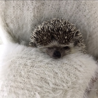 2歳半の男の子です！