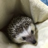2歳半の男の子です！ サムネイル2