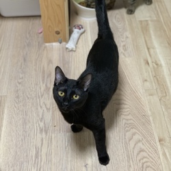 猫の譲渡会＠出町商店街 サムネイル2