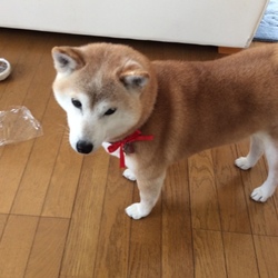 「赤いリボンの日❤(ӦｖӦ｡)」サムネイル1