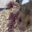 ゴールデンハムスターお譲りします！