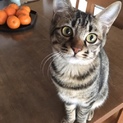 センターより引き出したキジ子猫ちゃん