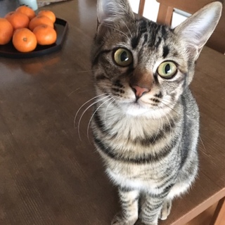 センターより引き出したキジ子猫ちゃん