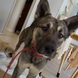 まだ一歳！大型犬好きにはたまりません！