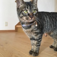 むぎ