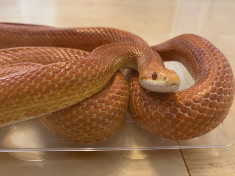 コーンスネーク ストライ 東京都 爬虫類 他の里親募集 ペットのおうち 月間利用者150万人