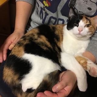 再募集♡三毛『志麻ちゃん』☆8か月（動画あり）