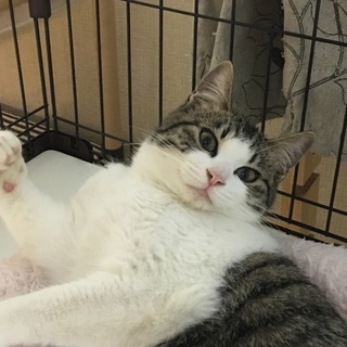 再募集♡キジ白『八兵衛』☆8か月