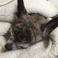 ピンク