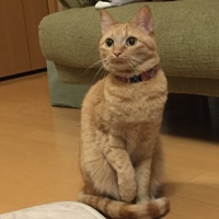 キャラ