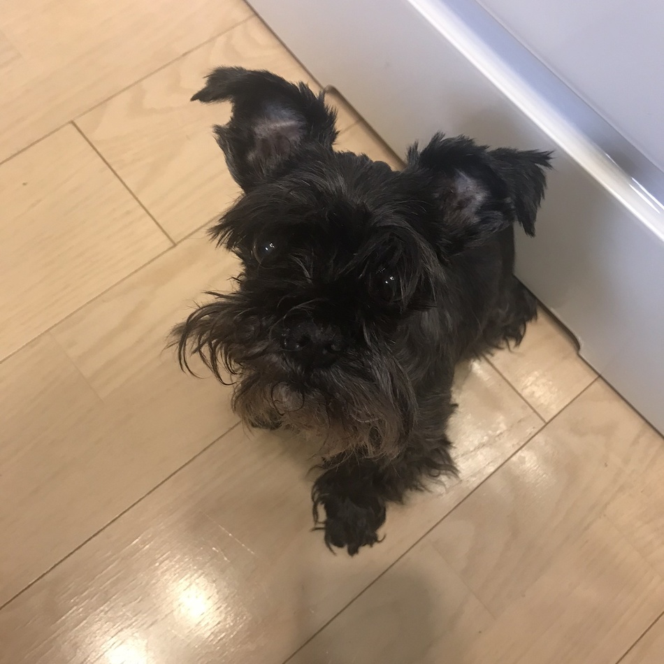 ちびのカバー写真