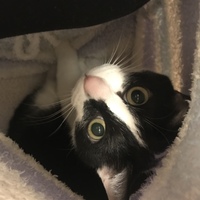 ごましお