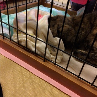 2年前、家族になった1日目 タオルで顔を隠して