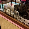 2年前、家族になった1日目 タオルで顔を隠して