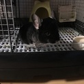チンチラ 里親募集してます。