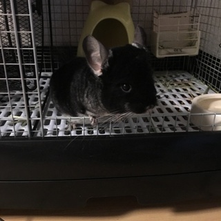 チンチラ 里親募集してます。